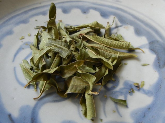 Dried lemon verbena leaves, long, pointed leaves, some curled, a few broken somewhat, on a light blue ceramic plate
