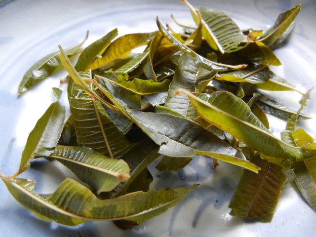 Wet lemon verbena leaves, dark green, somewhat tough looking, after being steeped as an herbal tea