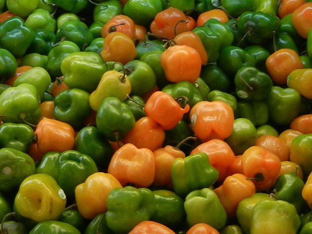 Manzano peppers, looking like small bell peppers, shades of green, yellow, and yellowish-orange