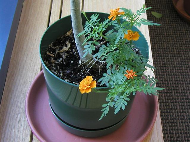 A marigold plant with four blooms at various stages, growing out of a pot with a single stem of a larger plant, the top of which is not visible