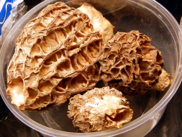 Morel mushrooms in a plastic container, showing a spongy appearance