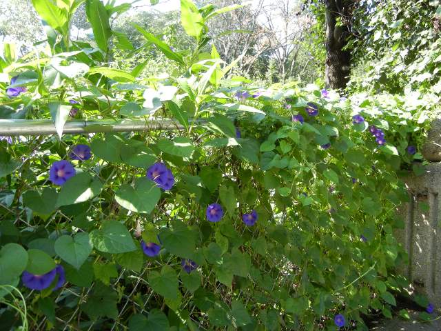 Blue-purple morning glories blooming, on a chain link fence, sunlight filtering through