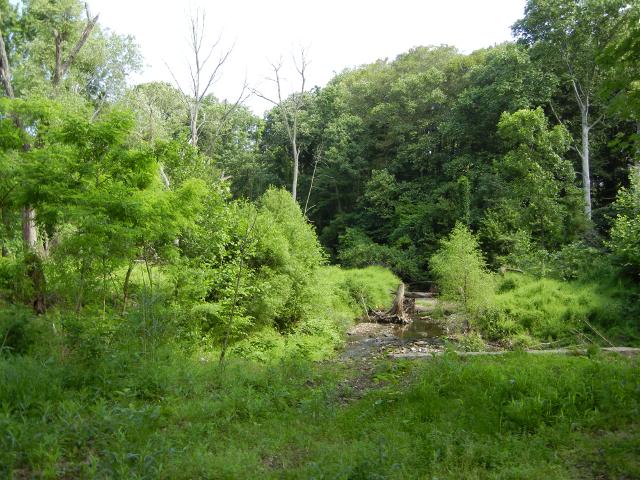 A rocky creek in an open area, with small willows and some dead trees, and forest around the edge