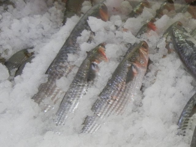 Mullet fish in a bed of ice, relatively long, tube-shaped fish showing shiny metallic scales, reddish heads, and very small fins
