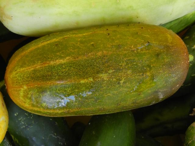 An orange cucumber, a mid-sized, chubby cucumber showing green with muted orange color