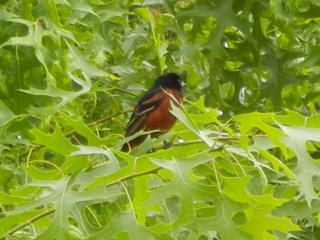 An orchard oriole, a bird with a black head and back and dark red breast, and thin black bill, perched in dense foliage of a scarlet oak