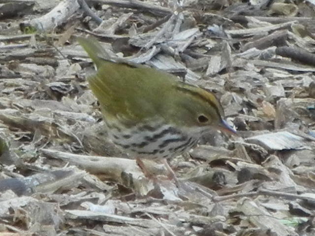 An ovenbird, foraging for food in some mulch, photo clearly showing dark-spotted white breast, olive-brown back, crown stripe, and eye ring
