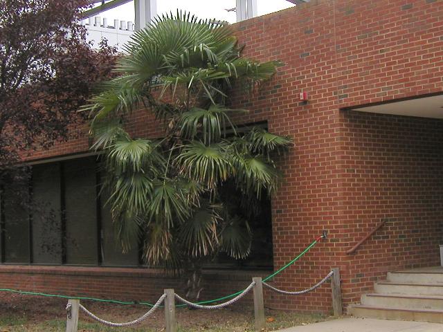 A large windmill palm tree growing outside a modern brick building, just taller than the 1-story building, with lush foliage