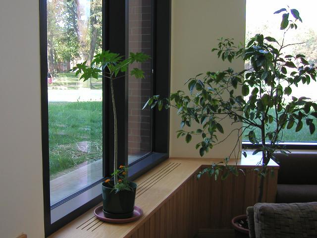A papaya tree in a small pot, with a marigold in the same pot, on a windowsill next to a tall window in a library, and a ficus tree on the right