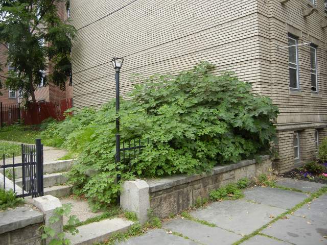 A large weedy thicket of paper mulberry trees, overgrowing a fence and low stone wall, in front of a pale yellow brick building with no windows, and a broken lamp post along a path with stairs