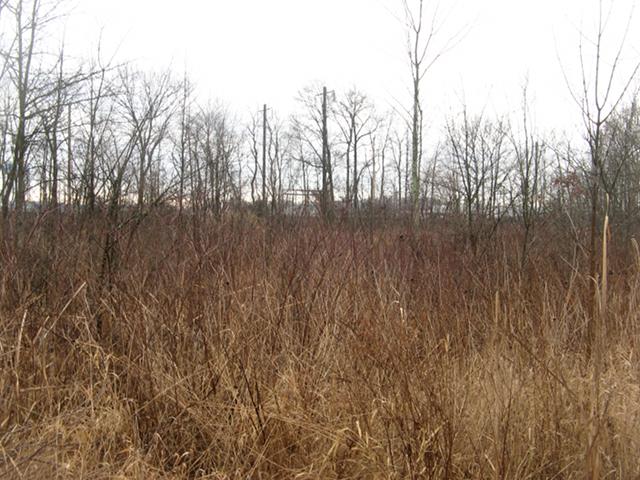 Grassy, reedy area of wetlands, with trees visible in background, railroad tracks far in distance