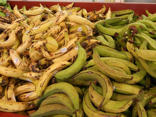 Green plantains on the right, yellow plantains on the left, most showing some black bruising