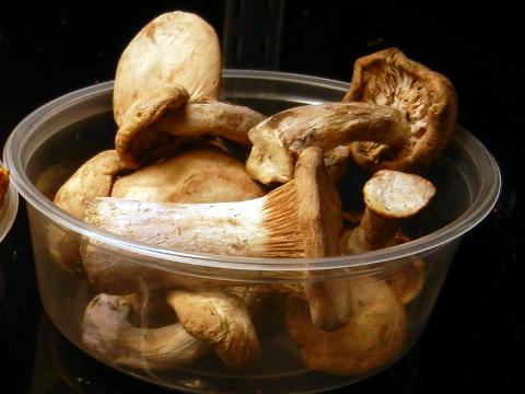 Porcini mushrooms in a plastic container, showing long, thick stems and tan-colored caps of varying sizes