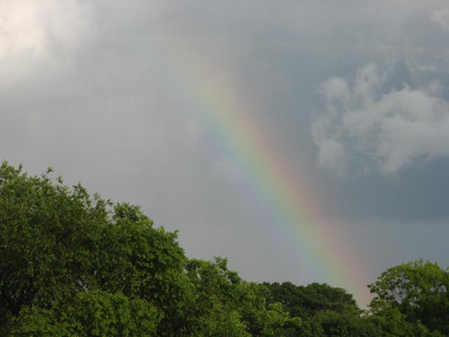 A rainbow arcing from the lower right up and to the left, against dark gray clouds, with lush, dark green trees in the foreground