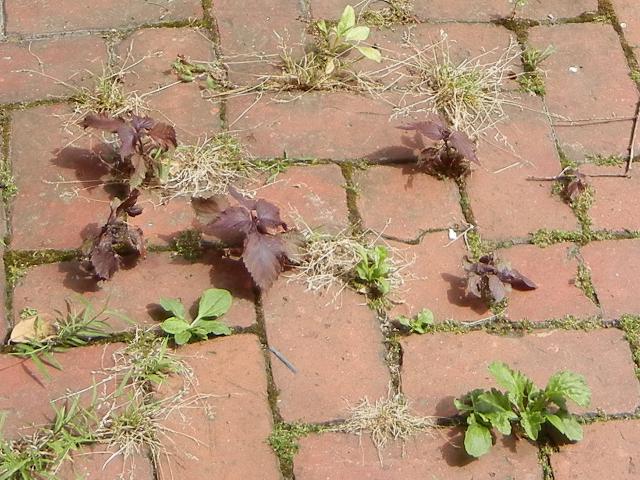 Photo of red shiso, a basil-like plant with dark red leaves, growing in cracks in a sidewalk, with a few other plants coming up as well