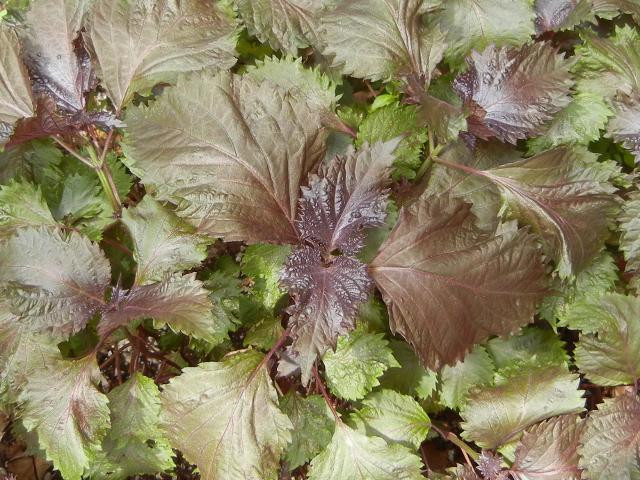 Red shiso or perilla, showing broad purple-red leaves with some green, with an opposite-leaf growth habit like coleus or basil