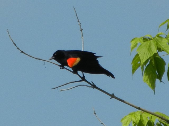 Red-winged blackbird, a jet black bird with a bright red shoulder-patch lined with a bright yellow edge, on a bare branch looking downward, about to leap off in flight
