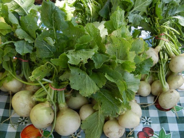 Salad turnips, small white turnips, with leaves attached, on a white and black plaid tablecloth