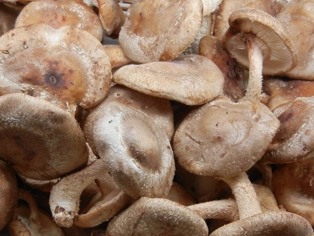 Organic shiitake mushrooms, showing large, flat caps, medium brown, and stems, both with a rather hairy look