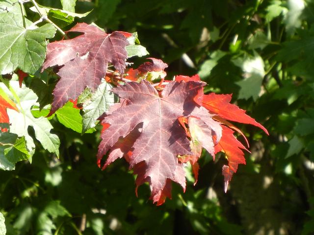 Deeply lobed, serrated maple leaves, a dark red color