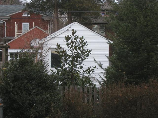 a garden showing a small southern magnolia tree, and many other plants, in front of a white garage, in a residential neighborhood, in winter