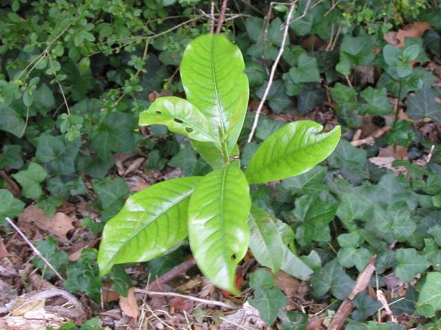 A southern magnolia seedling, with large, shiny, light green leaves, in a bed of ivy with dark green leaves