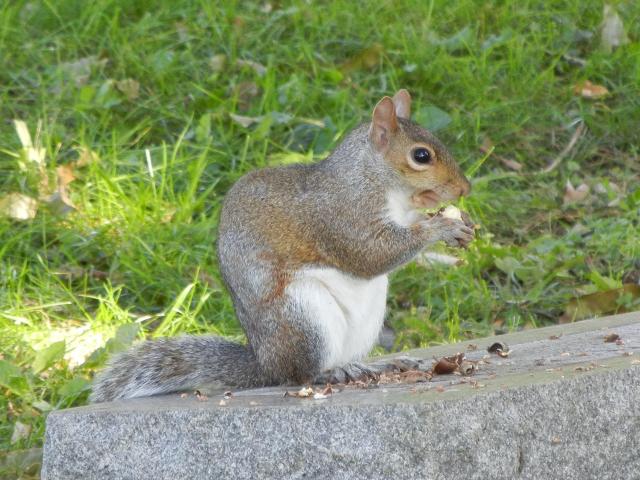 A squirrel on a gravestone, eating a nut