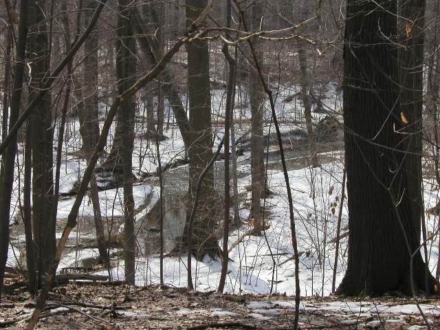 An unfrozen stream flowing through snow-covered ground in a forest with trees of varying diameters