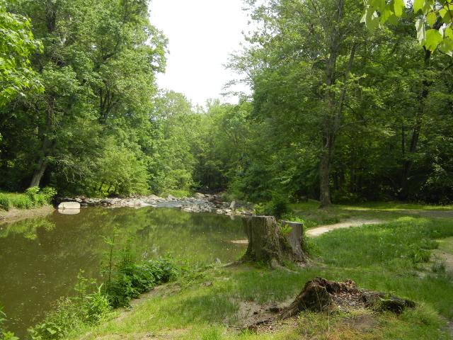 A creek showing brownish green water, trees around the edge, and a cut stump on a grassy bank in the foreground