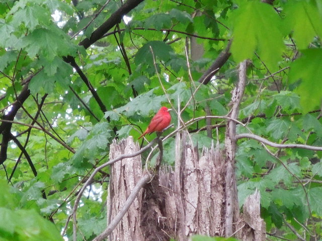 A bright red bird perched on a bare branch atop a broken dead tree in a forest