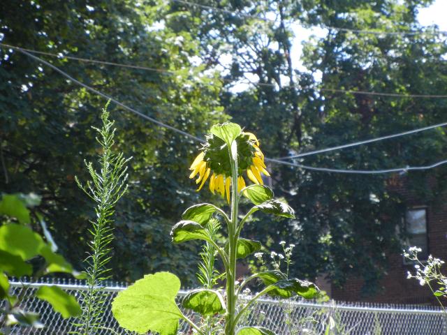 A sunflower facing the other direction, displaying yellow petals around the edge, broad leaves somewhat wrinkled, a chain link fence and some wires and trees and a builidng in the background