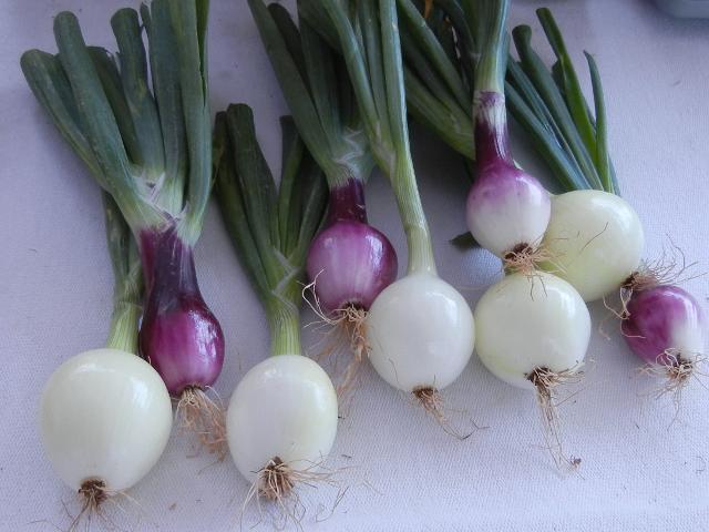 Medium-sized, pristine looking onions, most white and round, some deep purple and oval-shaped, with green stems attached, on a white tablecloth
