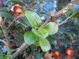 A bare branch of a Christmas Camellia showing pruning and a young, bright green resprout, with blooms in the background