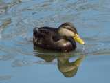 An American Black Duck, with dark brown body and yellow bill, in water, with ripples