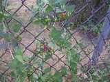 Bittersweet nightshade, showing green, red, and orange berries, and dark green heart-shaped leaves, climbing a chain link fence, with dead grass in the background.