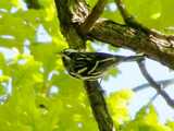 Black-and-white warbler, a small, black and white striped bird, on a branch of an oak tree, with yellowish green leaves and sky in the background