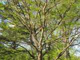 Black Locust, Leafing Out in Spring
