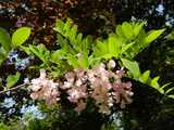 Photo of a black locust branch with round leaflets on leaves, and large clusters of light pink flowers