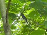 A male black-throated blue warbler, perched on a branch, against leaves and behind a few branches