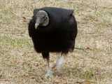 A black vulture, walking towards the camera, on mostly dead grass
