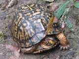 A common box turtle, showing orange and black patterned shell, and a red eye, walking across muddy ground