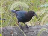 A brown-headed cowbird, perched on a fence, with black body, dark brown head, and very heavy, stout black bill