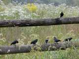 Six male brown-headed cowbirds on a fence, with a blooming meadow in the background and grass seedheads in the foreground