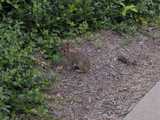 A bunny (wild eastern cottontail rabbit) on some mulch, with euonymus nearby, near a sidewalk