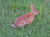 A wild rabbit, with big brown eye, brown fur, and white fluffy tail, in short grass like a lawn