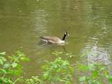 A Canada Goose in a shallow creek, with box elder foliage in the foreground