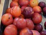 Cardinal plums in a metal bin, showing bright cardinal-red color, and some blemishes, with a few darker and smaller purple plums on the right