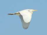 A cattle egret in flight, a large white egret with a stout neck, yellow bill, short, rounded wings, and yellow crest