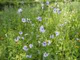Chickory flowers, pale blue daisy-like flowers with a darker blue center, in a weedy meadow with a few other flowers around the edge