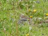 Chipping sparrow feeding in weedy grass, with abundant dandelion flowers and seedheads